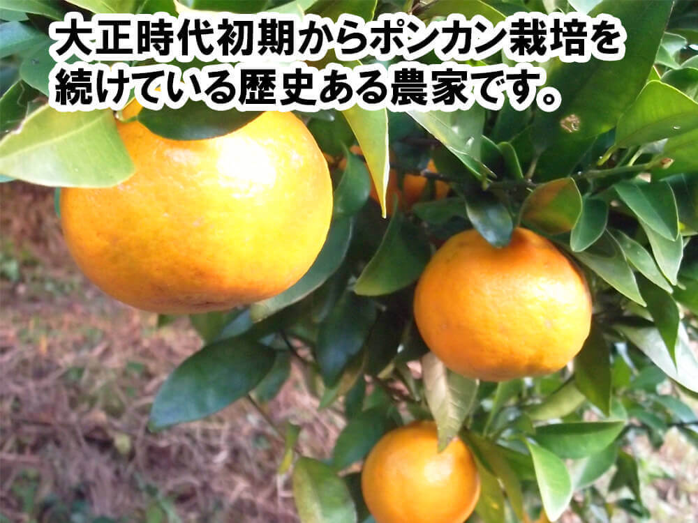 甘くておいしい有機ポンカン 訳あり5kg【高知県須崎市・田條園】【柑橘】