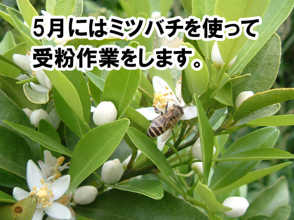 甘くておいしい有機ポンカン 訳あり5kg【高知県須崎市・田條園】【柑橘】