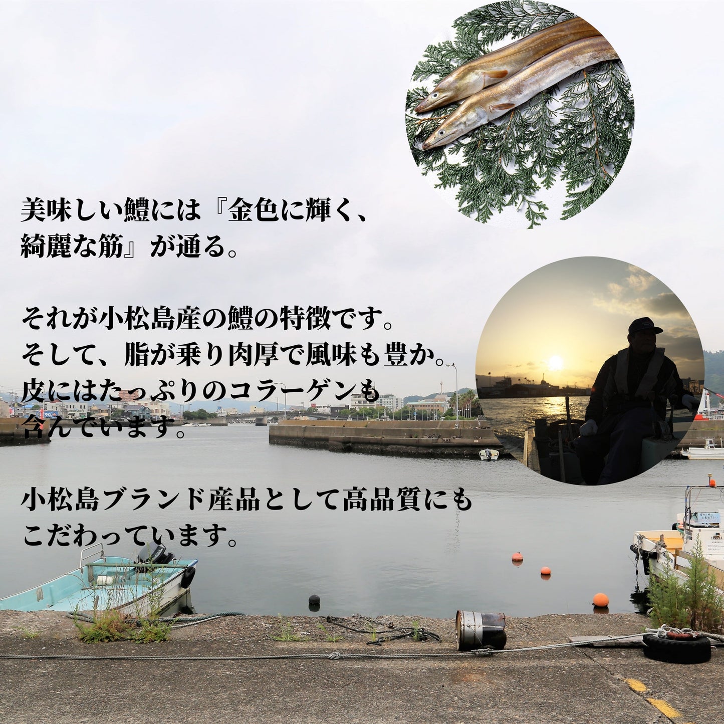 徳島県・小松島産 活締・骨切り済みハモ切り身