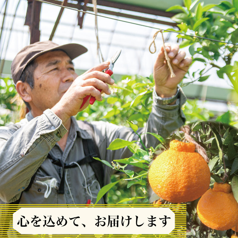 【3月下旬より順次発送】しらぬい 3kg Lサイズ (12玉入り)