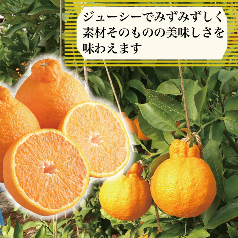 【3月下旬より順次発送】しらぬい 3kg 4Lサイズ(7玉入り)