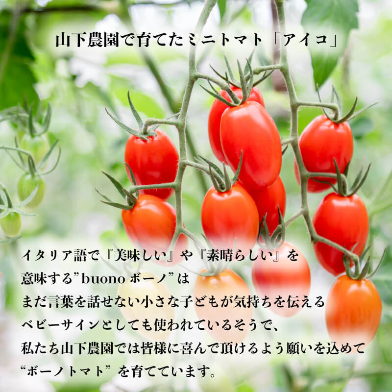 徳島県・阿波市産 ボーノトマト 4kg【山下農園】
