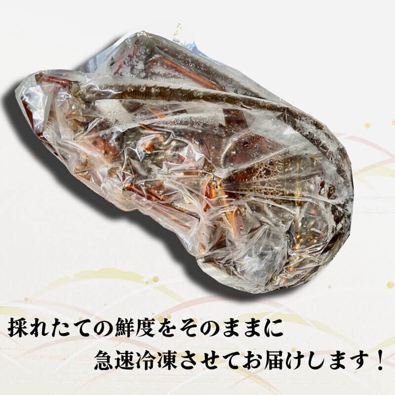 【超特大】職人吉岡の冷凍伊勢海老 1尾800g以上の超特大サイズ!