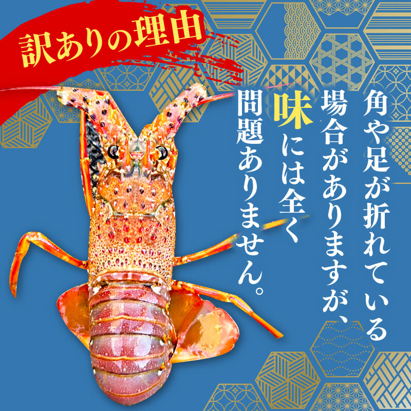 【訳あり】職人吉岡の冷凍伊勢海老1.4キロ (2〜7尾)
