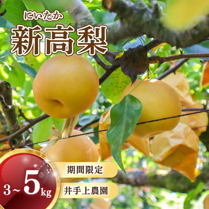 福岡県産 新高梨（にいたかなし） 約3kg・5kg【日付指定不可・順次出荷】