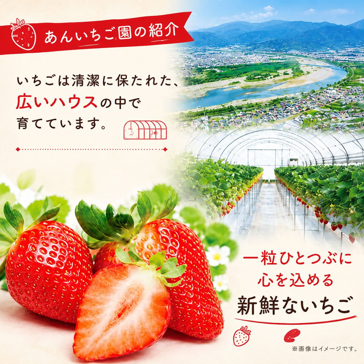 【川島ジェラート】いちご ジェラート 食べ比べセット  【6個/12個から選択可】