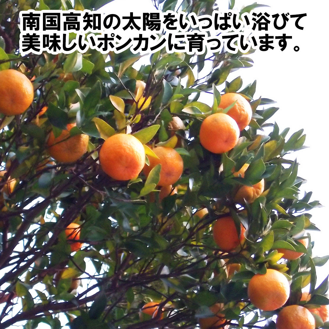 今季受付終了】サイズ混合 甘くておいしい有機ポンカン 2.5kg/5kg