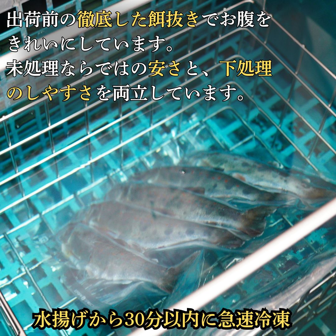 【高知県産】冷凍アメゴまるごと（内蔵未処理）