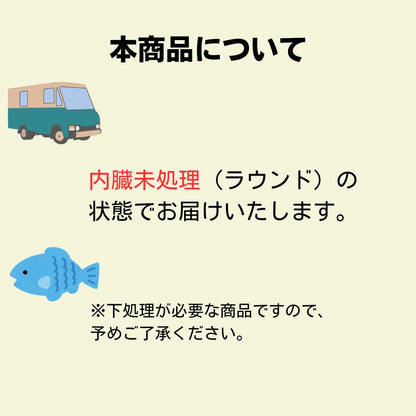 【高知県産】冷凍アメゴまるごと（内蔵未処理）