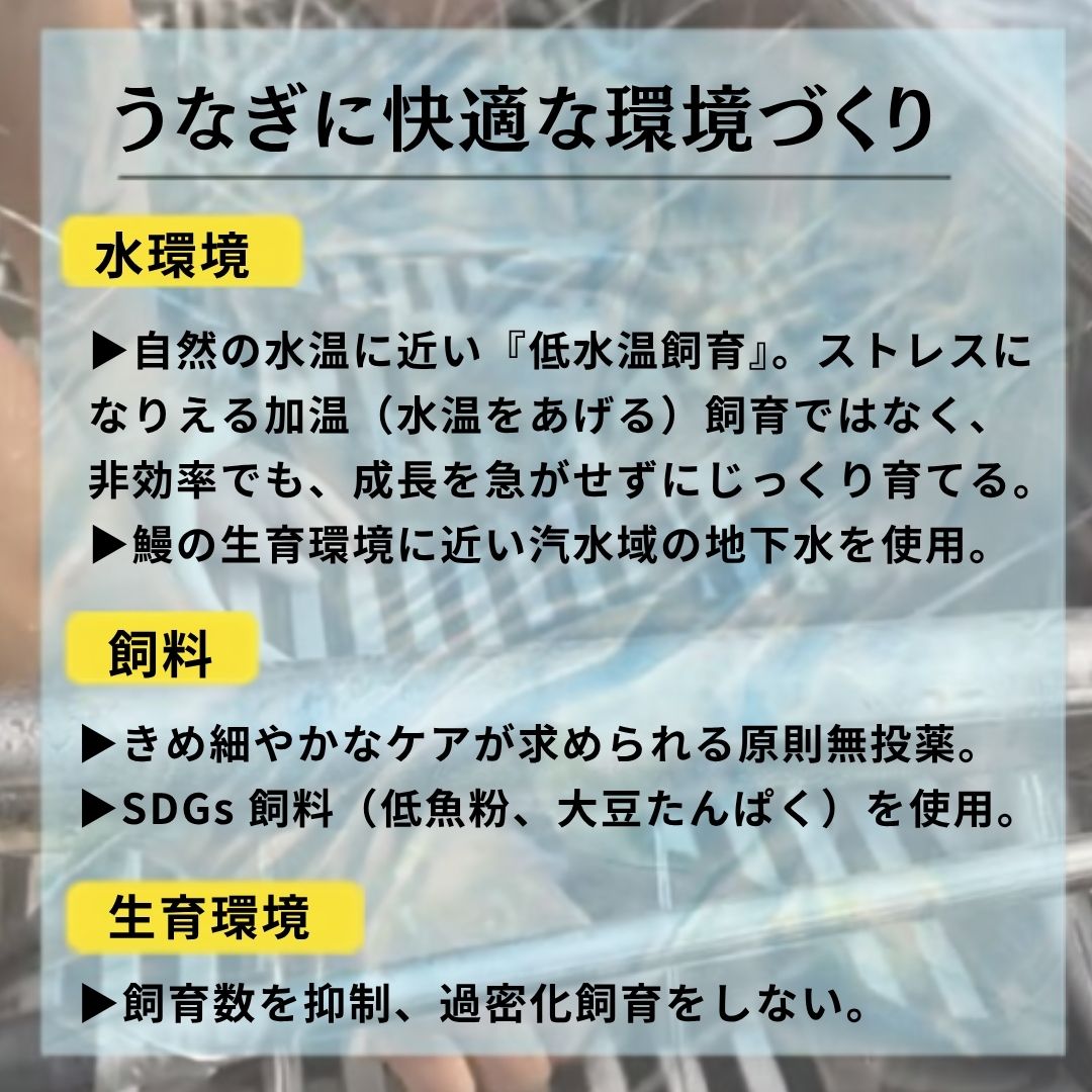 【高知県産】土佐はちきんうなぎ 蒲焼き 【サイズ・容量選択可】