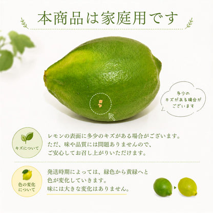 【先行予約・9月上旬より出荷】高知県産 家庭用 グリーンレモン 3kg～5kg【栽培期間中農薬不使用】