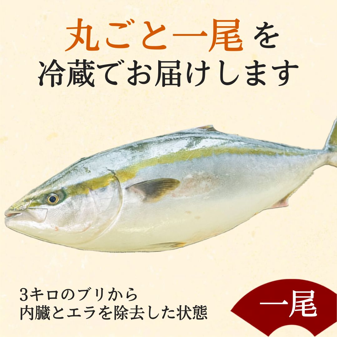 【上品な脂乗り】土佐宿毛ブリ まるごと1本 【HATA AGE】