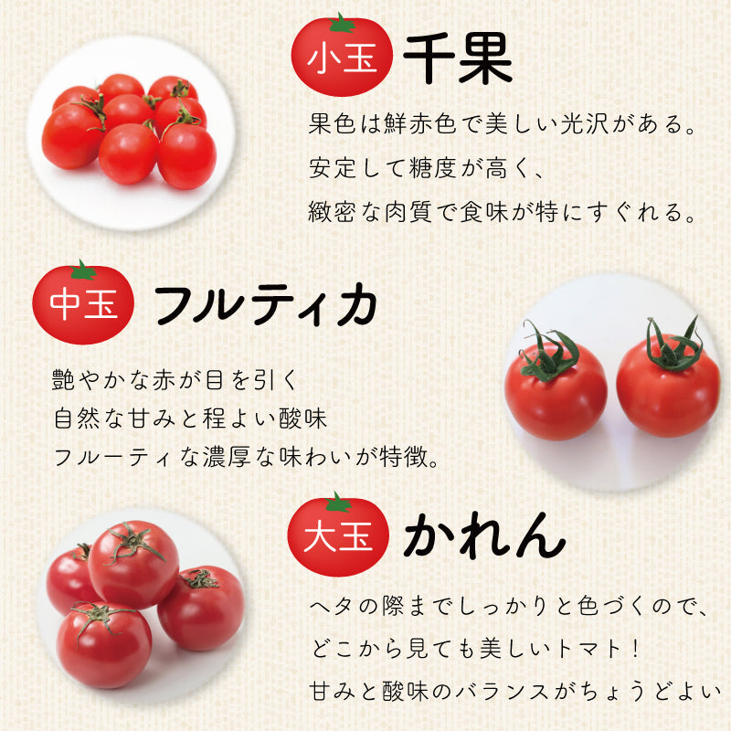 11月下旬以降出荷】徳島県・阿波市産 トマト3種食べ比べセット