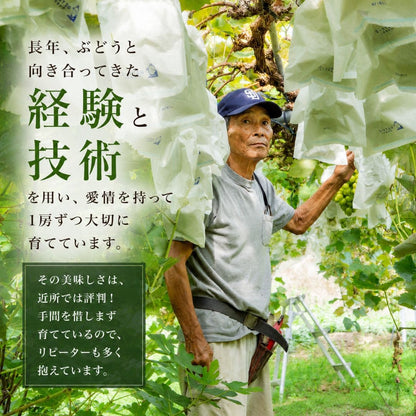 【順次出荷中】家庭用/秀品シャインマスカット 1房約500g【1房～4房まで選択可】
