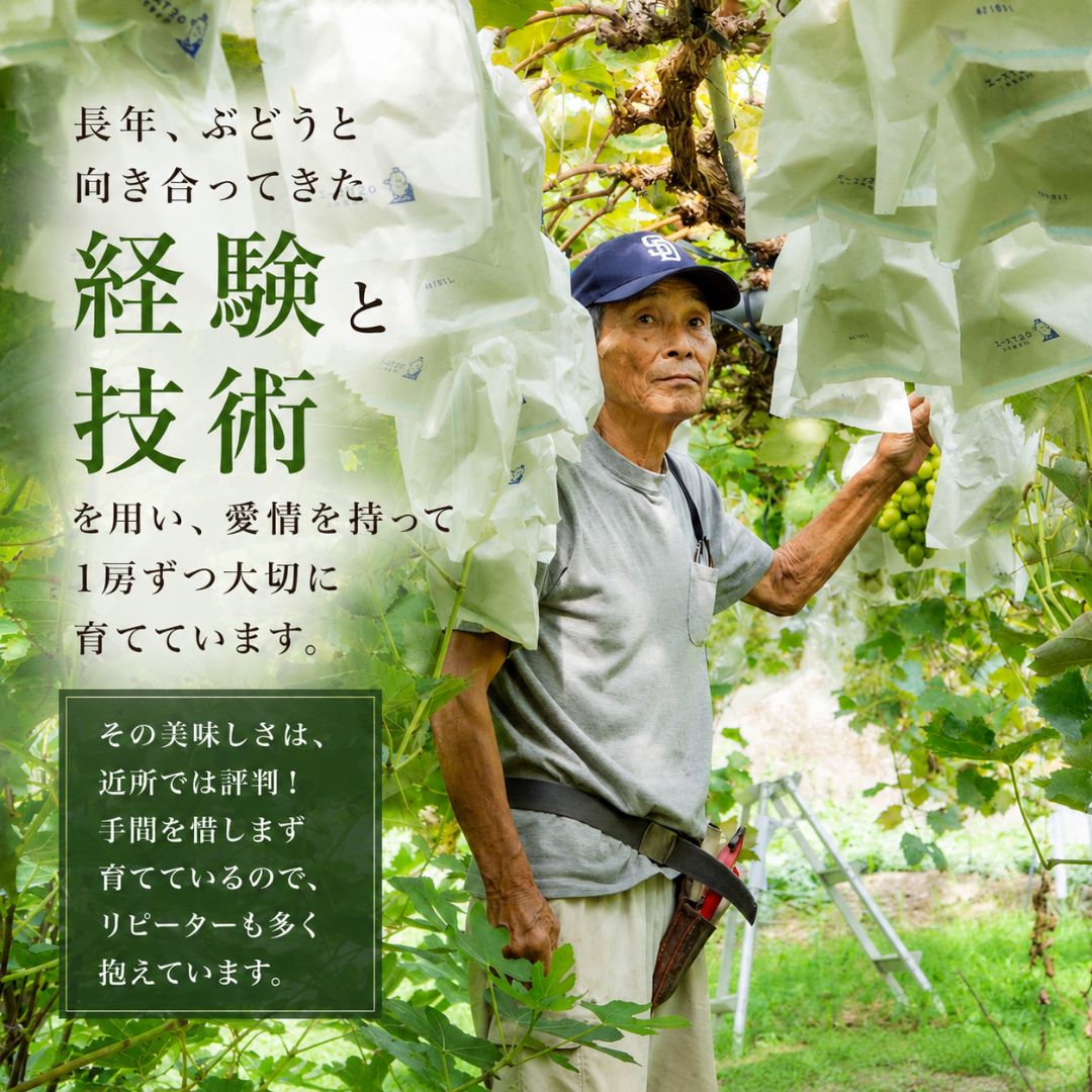 【順次出荷中】家庭用/秀品 高級 クインニーナ 1房約600g【1房～4房から選択可】