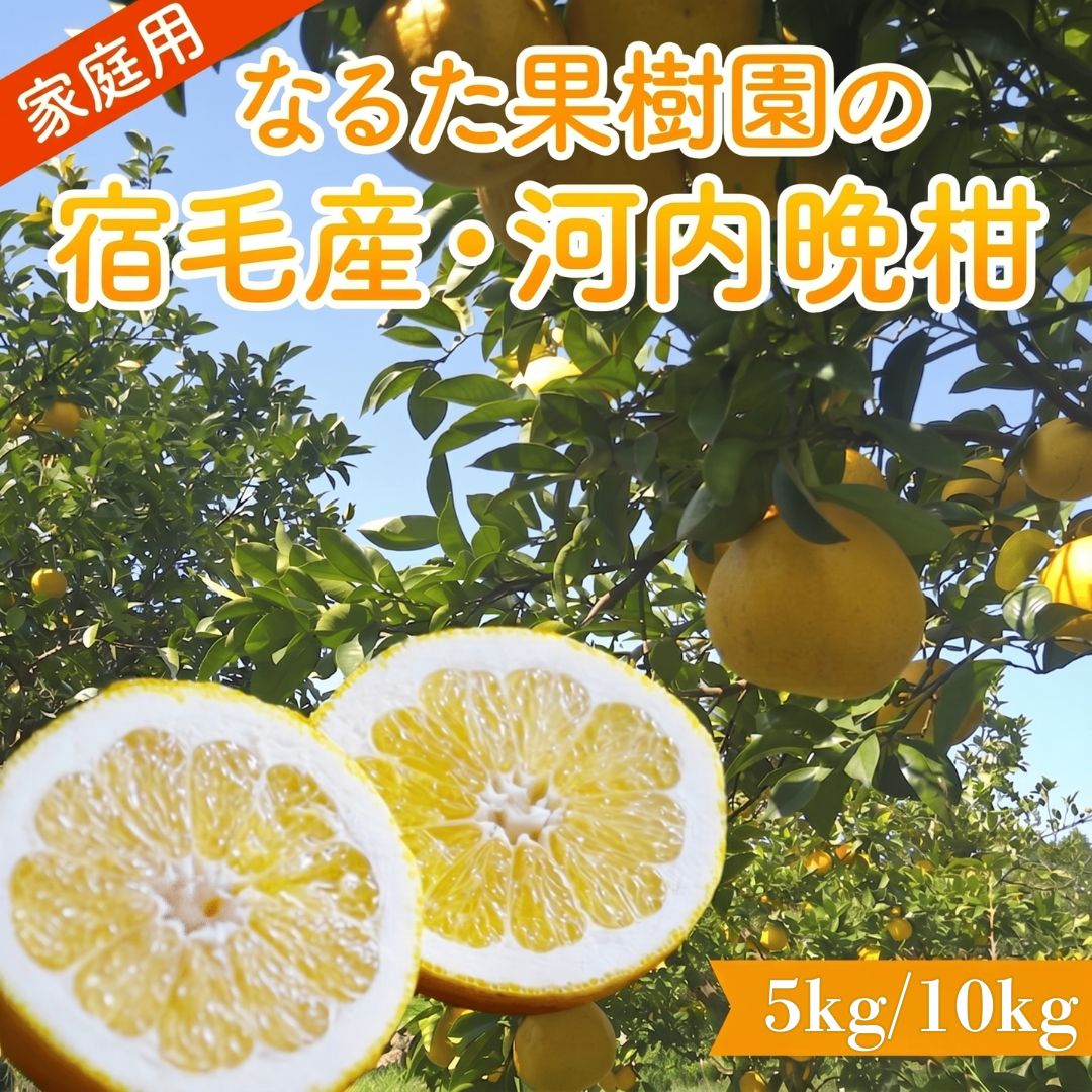 帳銀河不知火3L10kg、パール柑4L10kg 不知火（デコポン）訳あり10kg（5kg×2箱） 中玉大玉 L〜4L みため