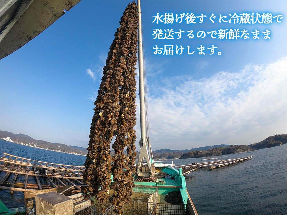 4/6最終受付】本場広島の殻付き牡蠣 5kg – 高知かわうそ市場