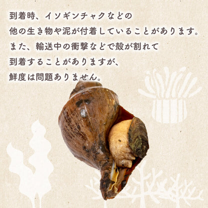北海道・噴火湾産つぶ貝（タコツブ）生・殻付き1kg　Lサイズ/2Lサイズ/3Lサイズ
