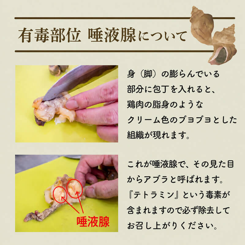 北海道・噴火湾産つぶ貝（タコツブ）生・殻付き1kg Mサイズ/Lサイズ/2L