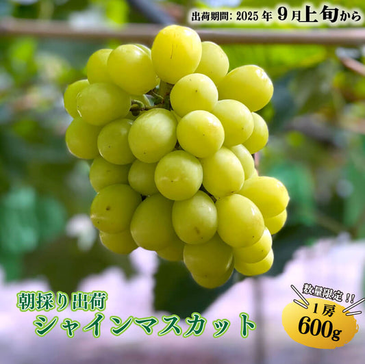 【9月1日以降順次出荷】香川県さぬき市産 シャインマスカット 1房あたり 約600g【GR農園】