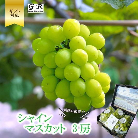 【9月より順次出荷】香川県さぬき市産 シャインマスカット 贈答用（3房入り）【GR農園】