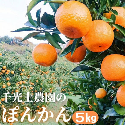 家庭用 高知県産ポンカン サイズ混合 1.7～15kg