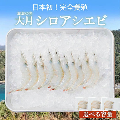 【日本初！完全養殖】大月シロアシエビ　2袋 / 3袋入り