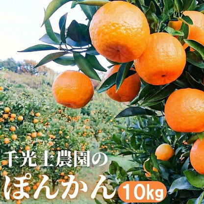 家庭用 高知県産ポンカン サイズ混合 1.7～15kg