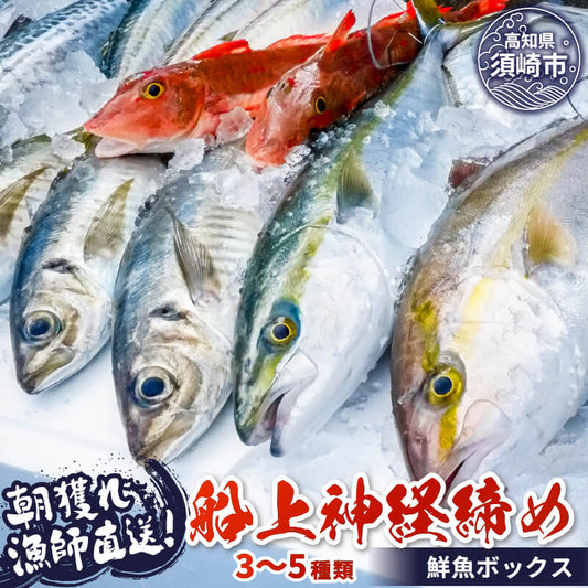 【高知県・須崎産】朝獲れ！船上神経締め鮮魚ボックス 魚種　3〜5種【九石大敷組合】【日付指定不可】