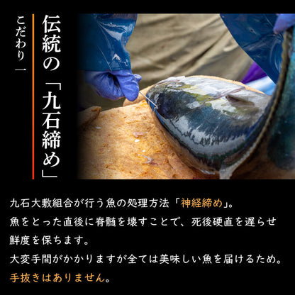 【高知県・須崎産】朝獲れ！船上神経締め鮮魚ボックス 魚種　3〜5種【九石大敷組合】【日付指定不可】