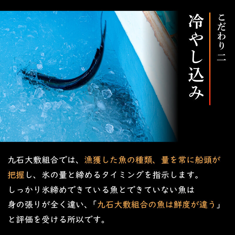 【高知県・須崎産】朝獲れ！船上神経締め鮮魚ボックス 魚種　3〜5種【九石大敷組合】【日付指定不可】