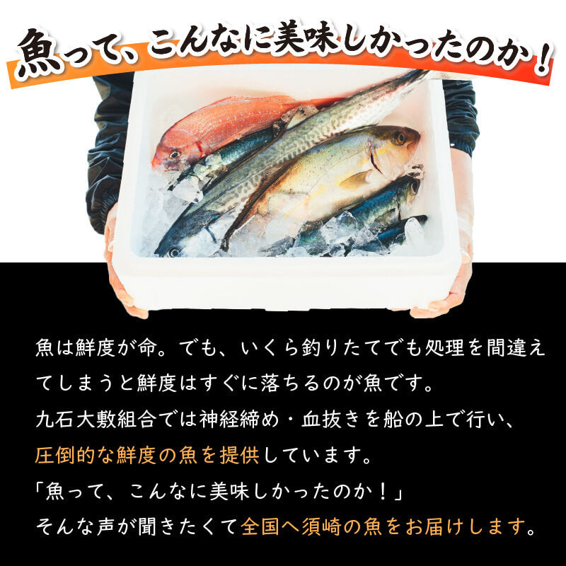 【高知県・須崎産】朝獲れ！船上神経締め鮮魚ボックス 魚種　3〜5種【九石大敷組合】【日付指定不可】