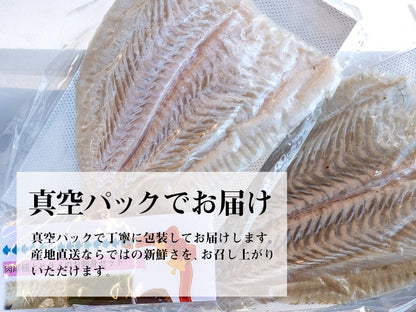 ヒラメ1尾分　お刺身用柵【鮮魚】