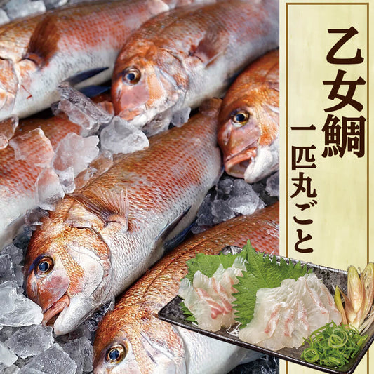 乙女鯛　１匹丸ごと【鮮魚】