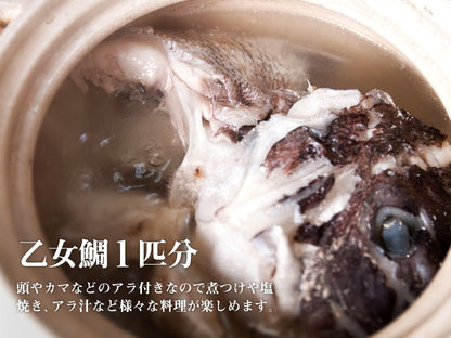 乙女鯛　１匹丸ごと【鮮魚】