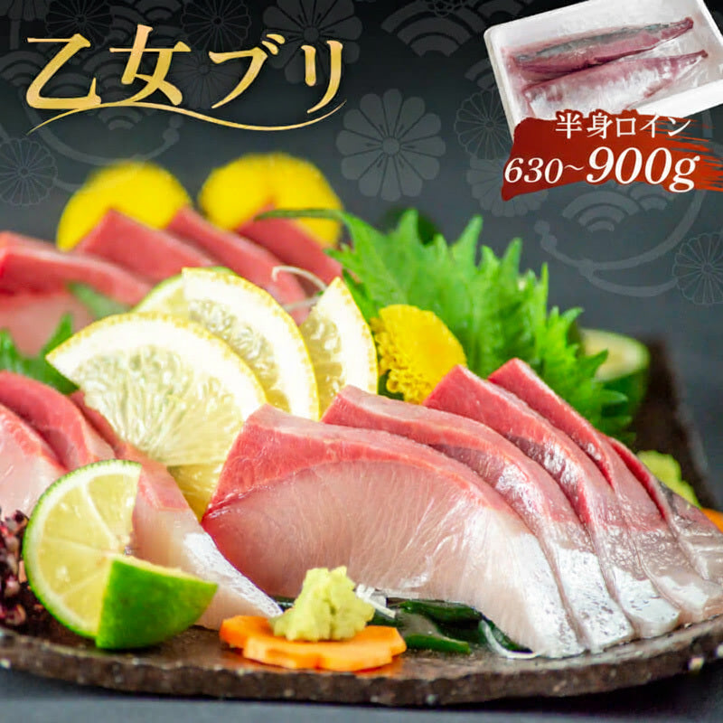 乙女ブリ お刺身用柵 680g〜900g【鮮魚】【ブリ】