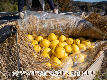 【予約・2月より順次出荷】土佐文旦10kg　訳あり【高知県須崎市・黒潮農園】【柑橘】
