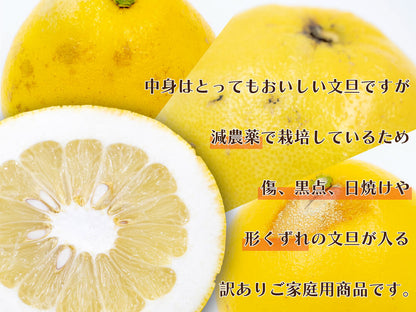【予約・2月より順次出荷】土佐文旦10kg　訳あり【高知県須崎市・黒潮農園】【柑橘】