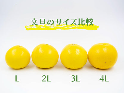 【予約・2月より順次出荷】土佐文旦10kg　訳あり【高知県須崎市・黒潮農園】【柑橘】