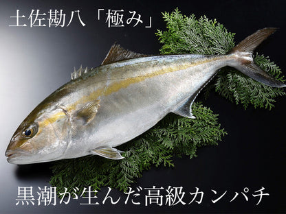 高知県産カンパチ　土佐勘八“極美”（きわみ）　１尾まるごとお届け！【鮮魚】【カンパチ】