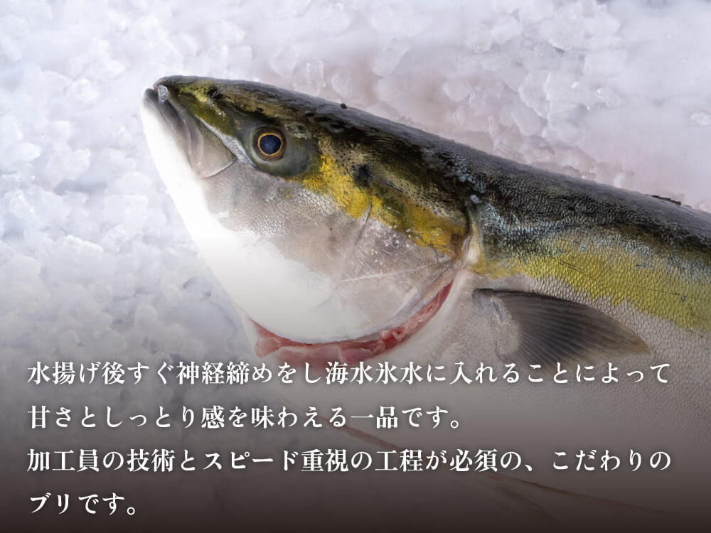 高知県産ブリ 土佐鰤「極美」カマ付フィレ（半身）【鮮魚】【ブリ