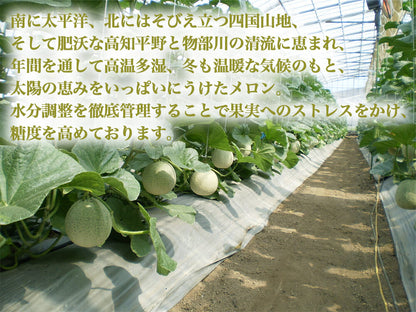 桐箱入りマスクメロン2個セット