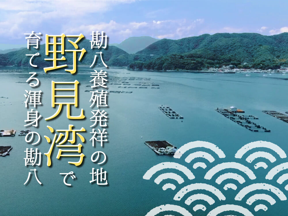 須崎勘八（すさきカンパチ）　半身分　お刺身用柵【鮮魚】【カンパチ】