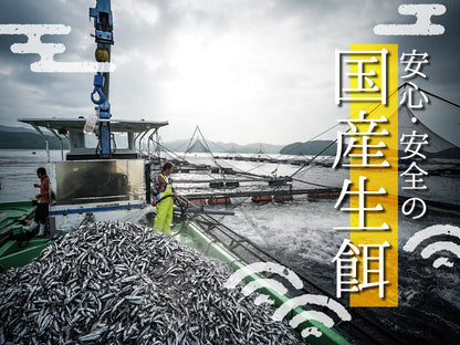 須崎勘八（すさきカンパチ）　半身分　お刺身用柵【鮮魚】【カンパチ】
