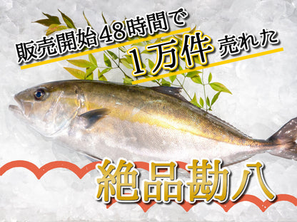 須崎勘八（すさきカンパチ）　半身分　お刺身用柵【鮮魚】【カンパチ】