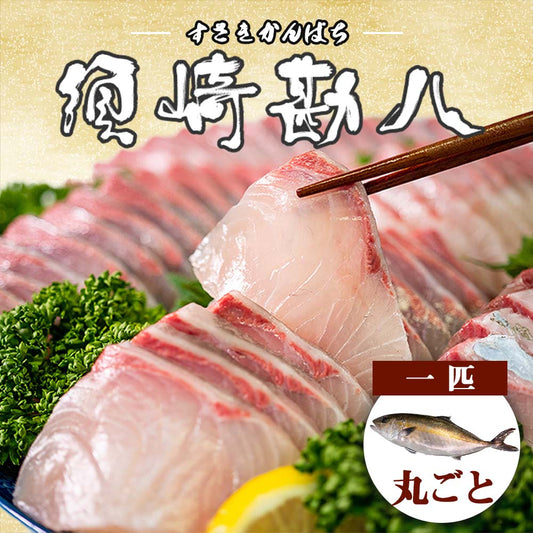須崎勘八（すさきカンパチ）　1匹丸ごと セミドレス　お刺身用【鮮魚】【カンパチ】