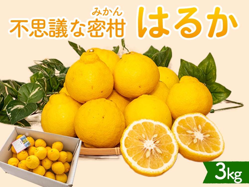 今季終了】新感覚の甘い柑橘 なるた果樹園「はるか」 3kg【柑橘