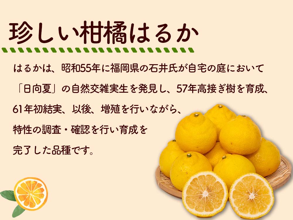 愛媛産 はるか 3Lサイズ（Ayaさん専用） 楽天市場】紅はるか（みかん｜フルーツ・果物）：食品の通販