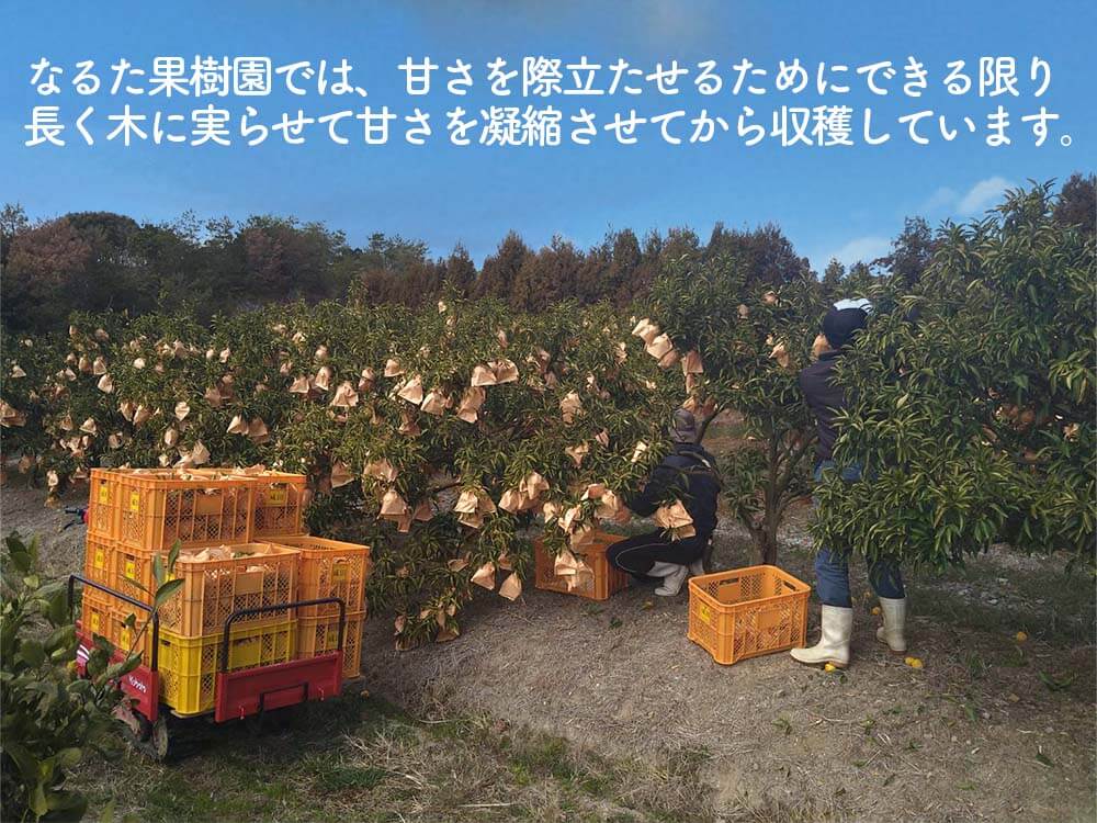 【今季終了】新感覚の甘い柑橘　なるた果樹園「はるか」 3kg【柑橘】