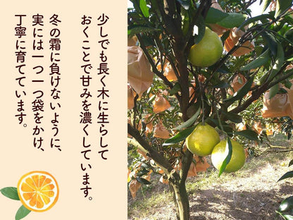 【今季終了】新感覚の甘い柑橘　なるた果樹園「はるか」 3kg【柑橘】